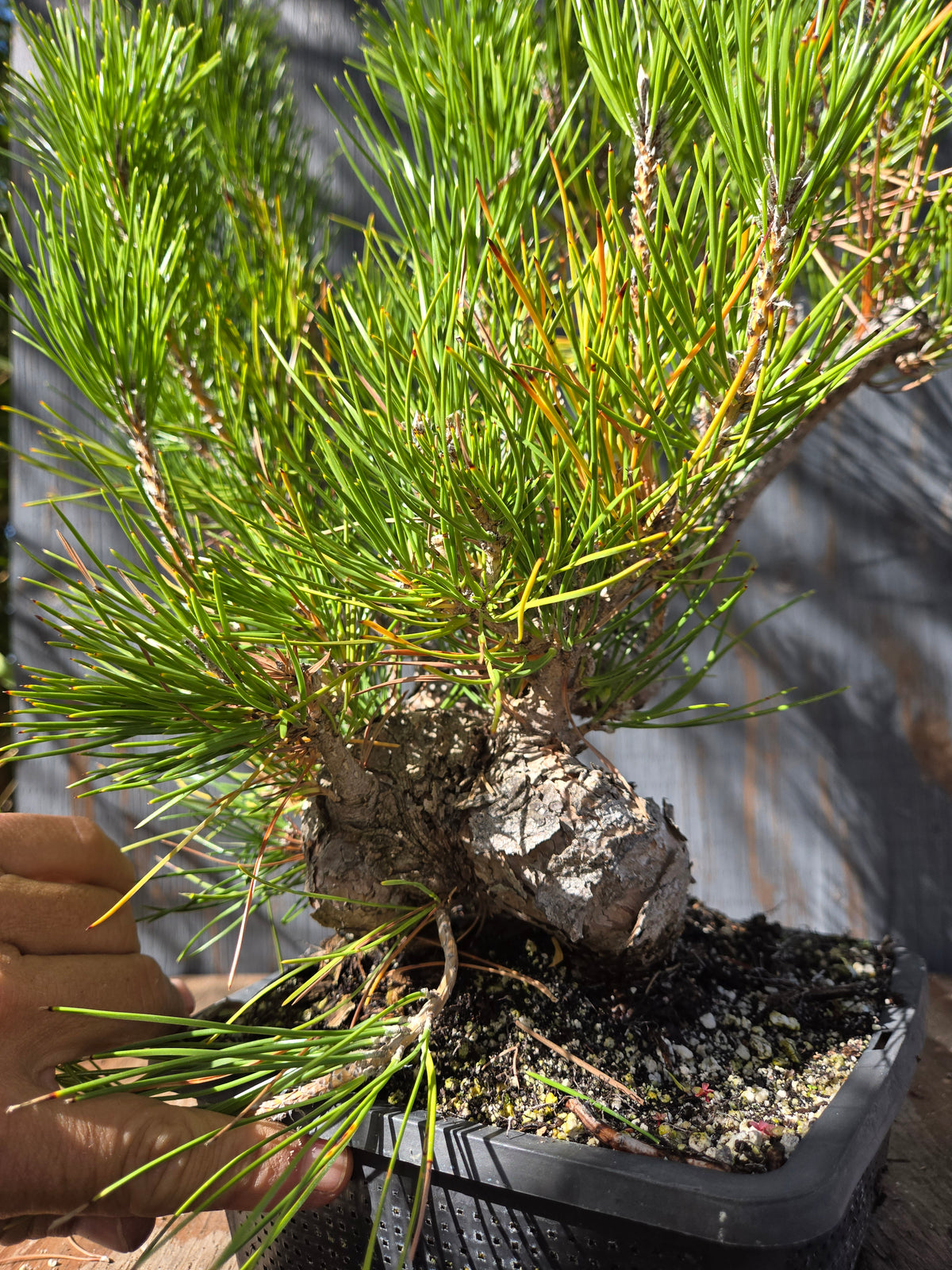 Japanese Black Pine 'Mikawa' OCT 07
