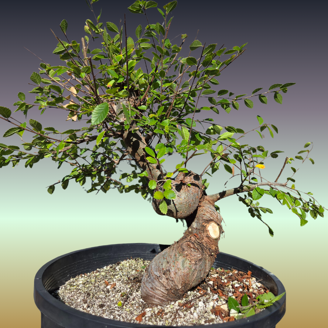 Chinese Elm, Ulmus parvifolia
