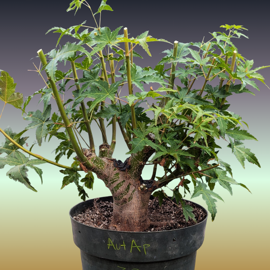 Field Grown Japanese Maple, Acer palmatum. AutAp20