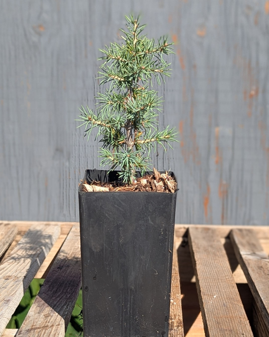 Cedrus atlantica 'Glauca' Seedling, Blue Atlas Cedar Seedling.