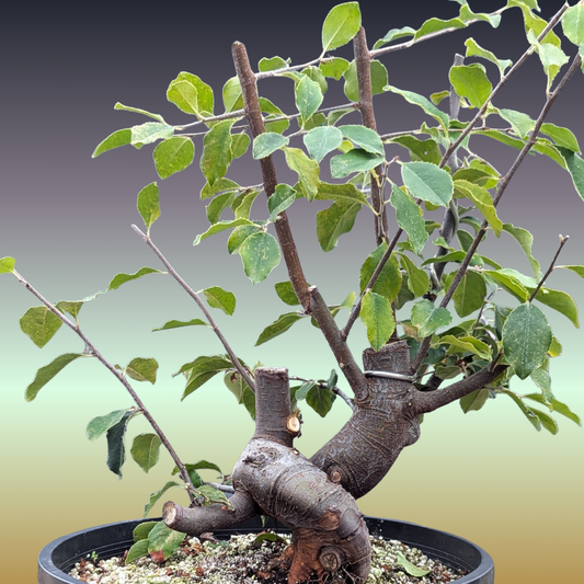 Chinese Quince, Pseudocydonia sinensis,