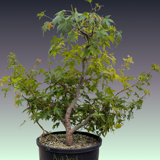 Field Grown Dwarf Japanese Maple, Acer palmatum. AutApd20