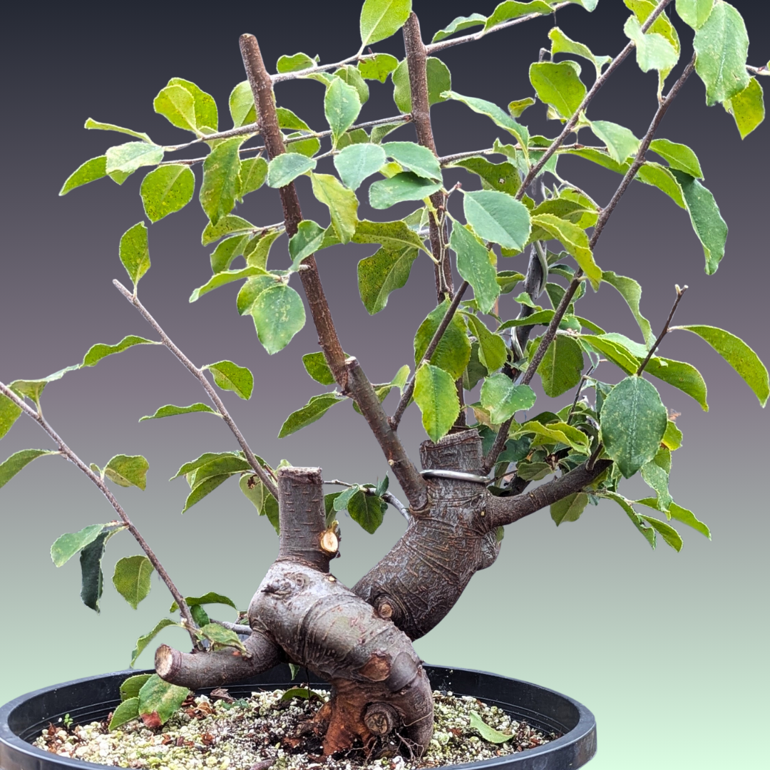 Chinese Quince, Pseudocydonia sinensis,