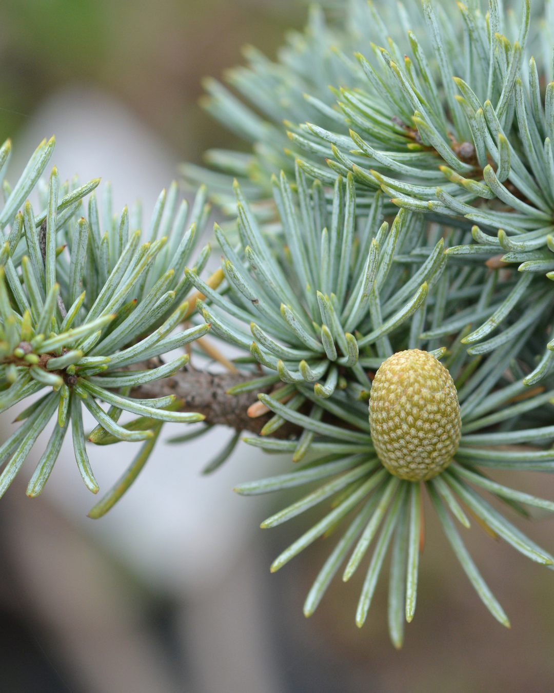 Cedrus atlantica 'Glauca' Seedling, Blue Atlas Cedar Seedling.