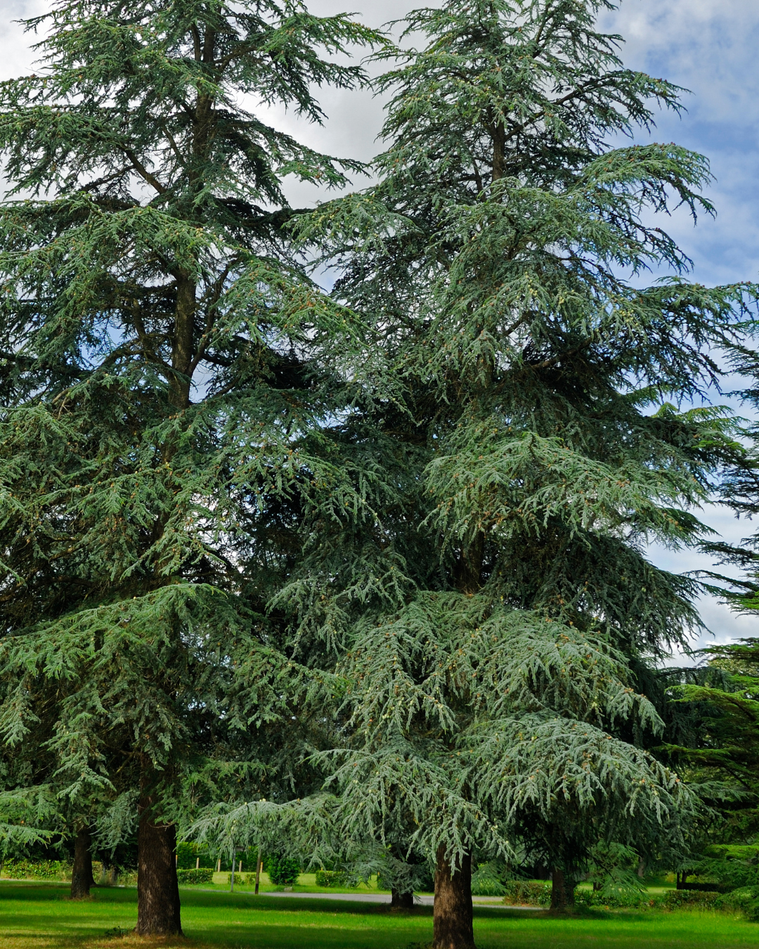 Cedrus atlantica 'Glauca' Seedling, Blue Atlas Cedar Seedling.