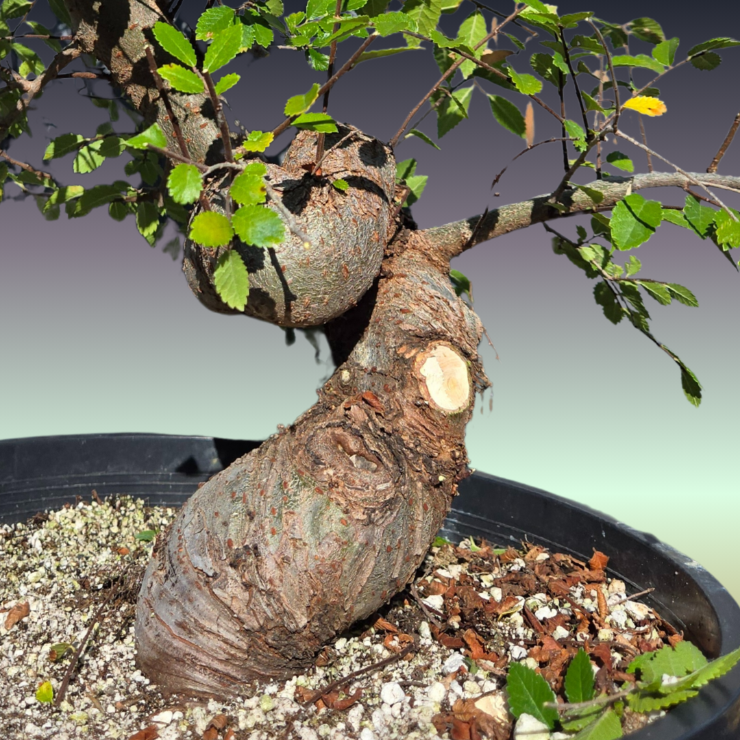 Chinese Elm, Ulmus parvifolia