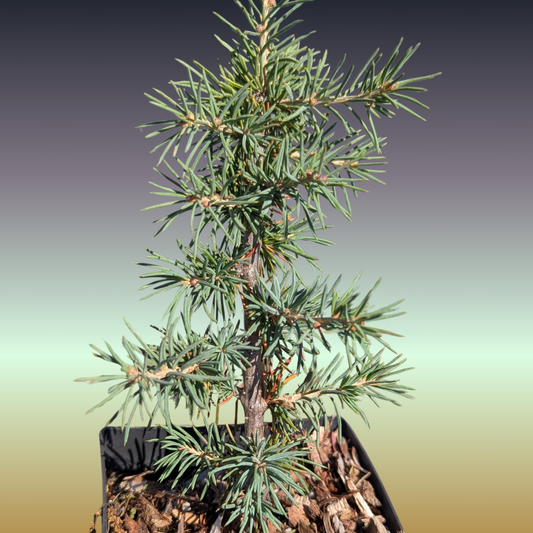Cedrus atlantica 'Glauca' Seedling, Blue Atlas Cedar Seedling.