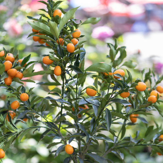 Fortunella hindsii, Pea Kumquat