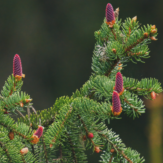 Picea orientalis, Caucasian Spruce.