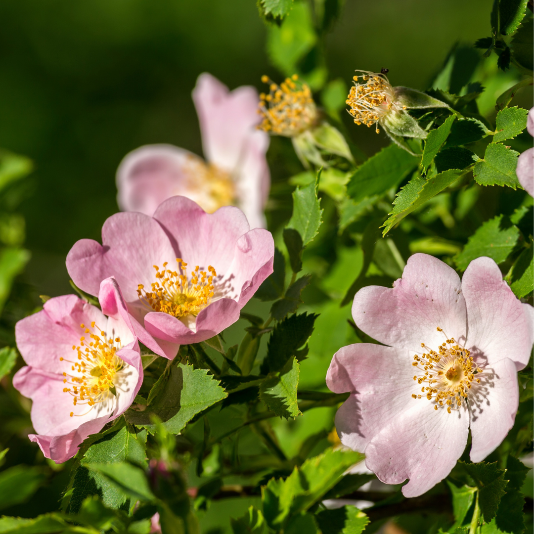 Rosa hirtula, Hakone rose.