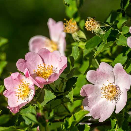 Rosa hirtula, Hakone rose.