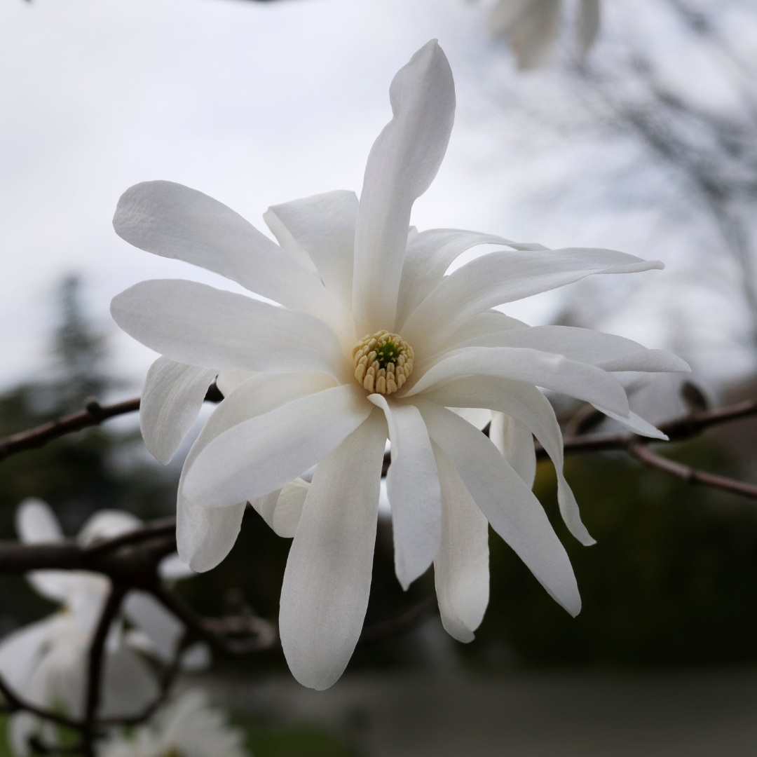Star Magnolia, Magnolia stellata