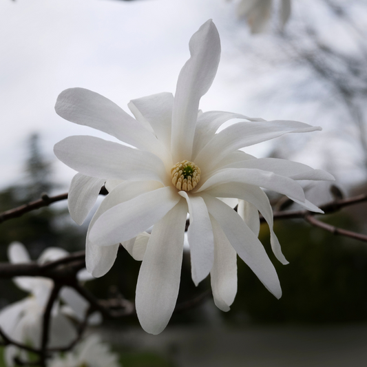 Star Magnolia, Magnolia stellata