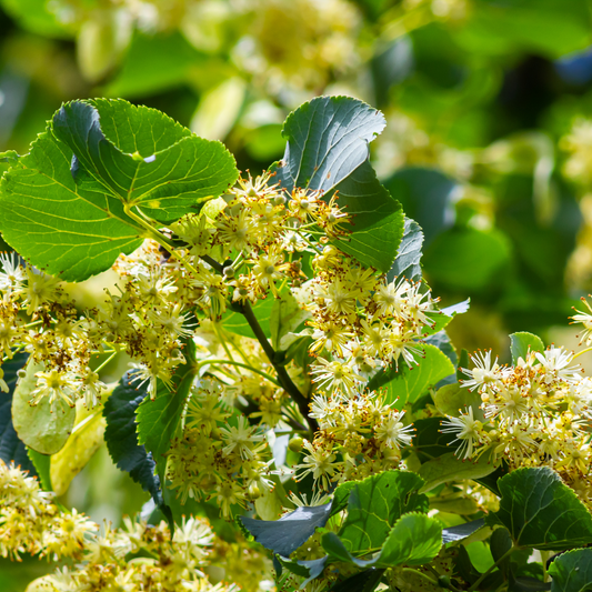 Tilia Cordata, Little Leaf Linden