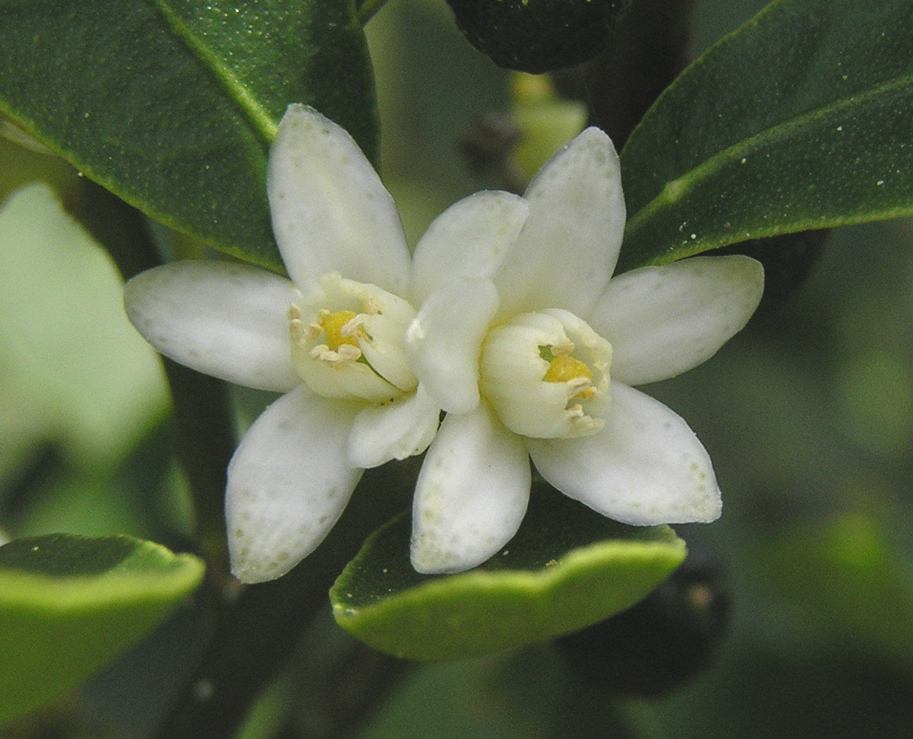 Fortunella hindsii, Pea Kumquat