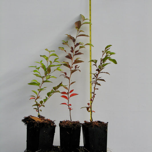 Stewartia Monadelpha, Tall Stewartia, Bonsai Start