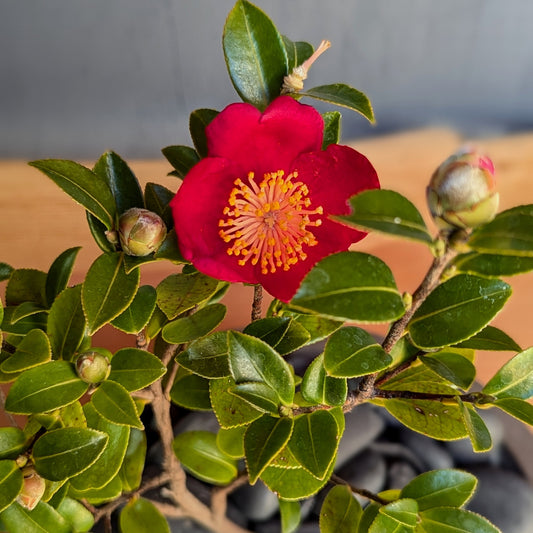 Camellia Sasanqua 'Yuletide'