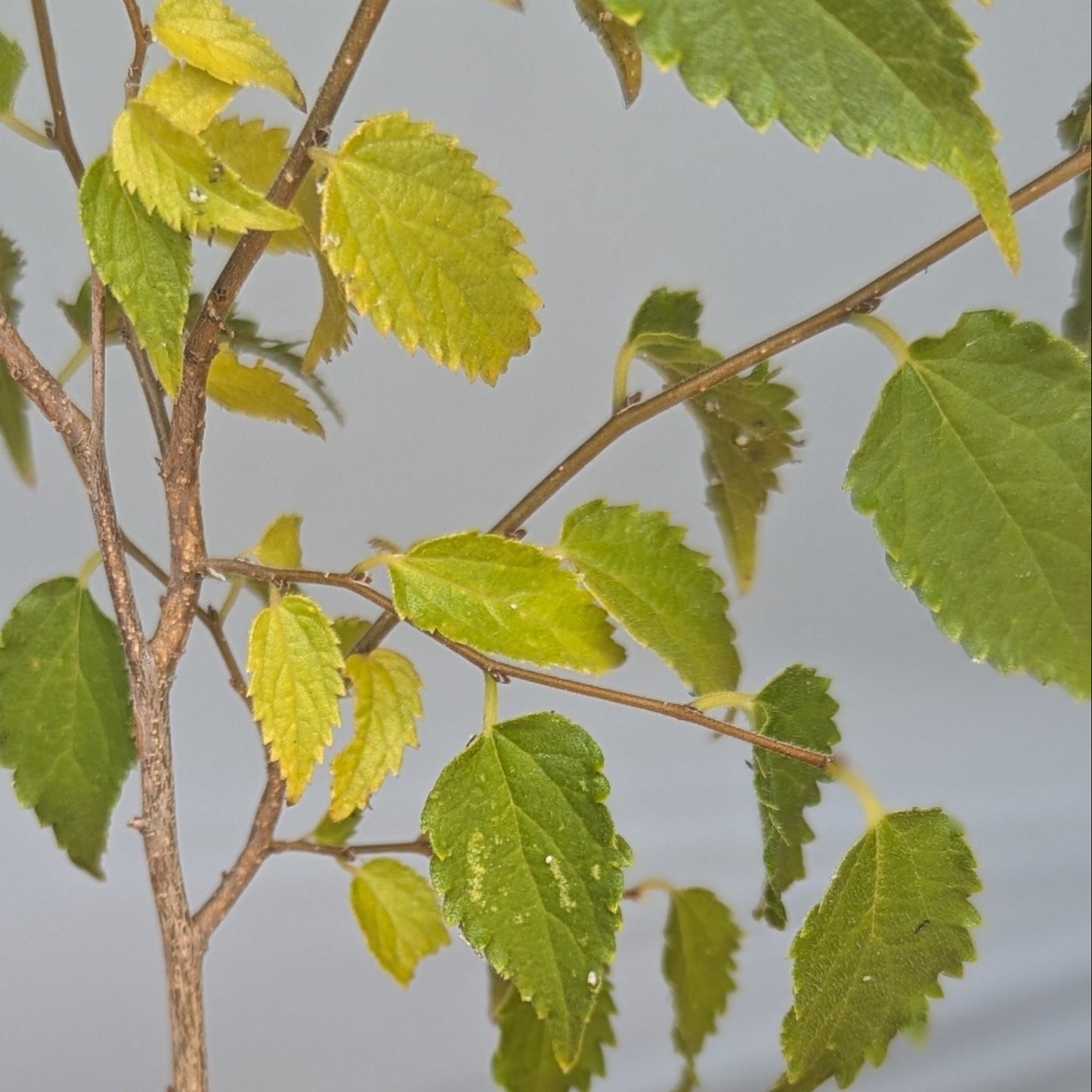 Celtis australis, Mediterranean Hackberry