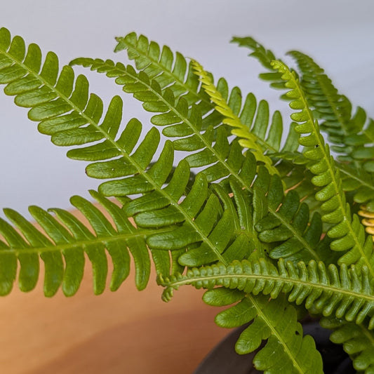 Blechnum spicant, Deer Fern