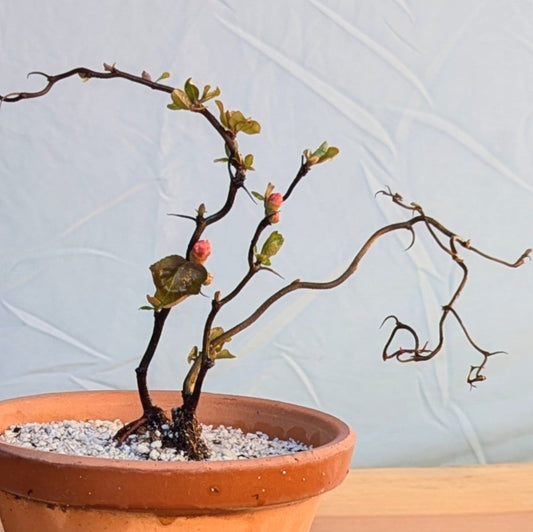 Contorted Quince 'Red'