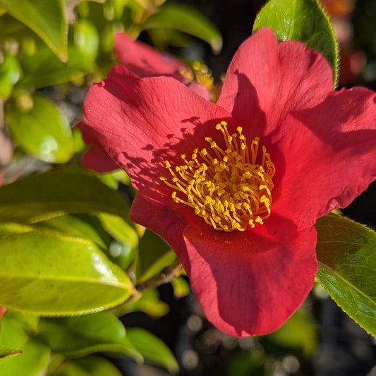 Camellia Sasanqua 'Yuletide'