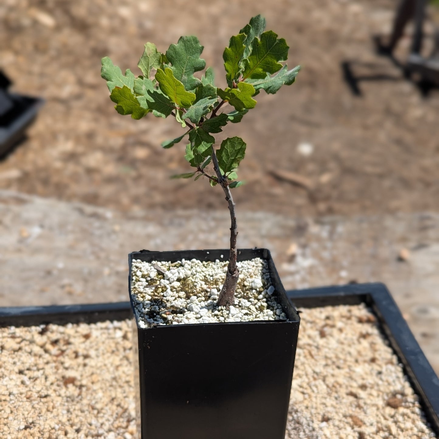Blue Oak, Quercus douglasii
