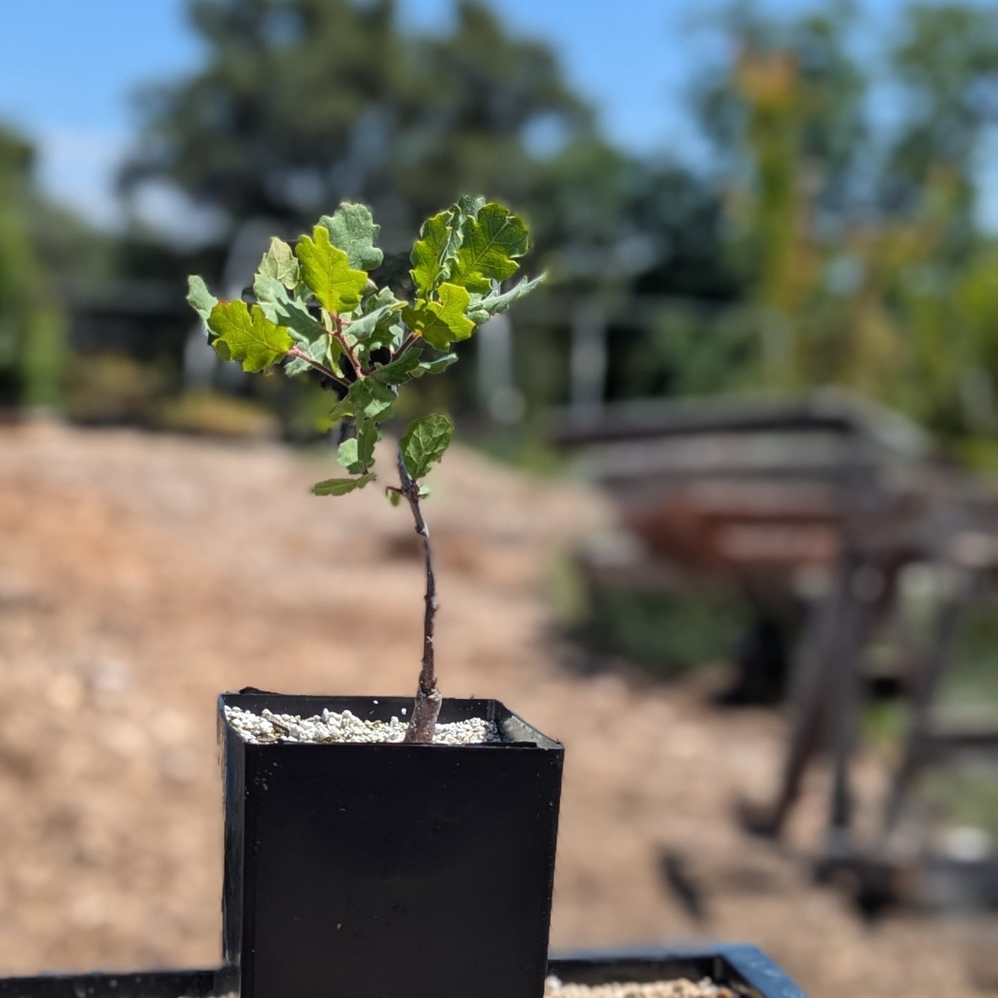 Blue Oak, Quercus douglasii