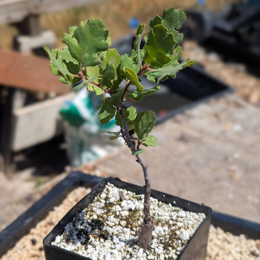 Blue Oak, Quercus douglasii
