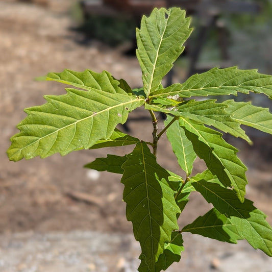 Mongolian Oak, Quercus mongolica.
