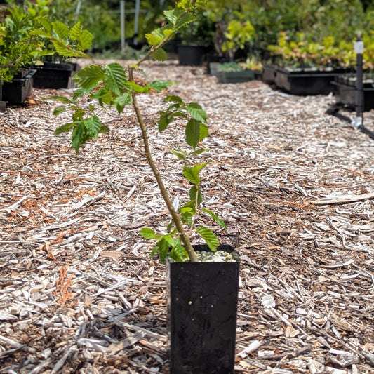 Carpinus betulus, European Hornbeam