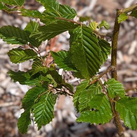 Carpinus betulus, European Hornbeam