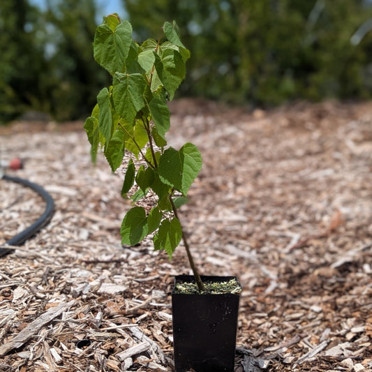Tilia Cordata, Little Leaf Linden