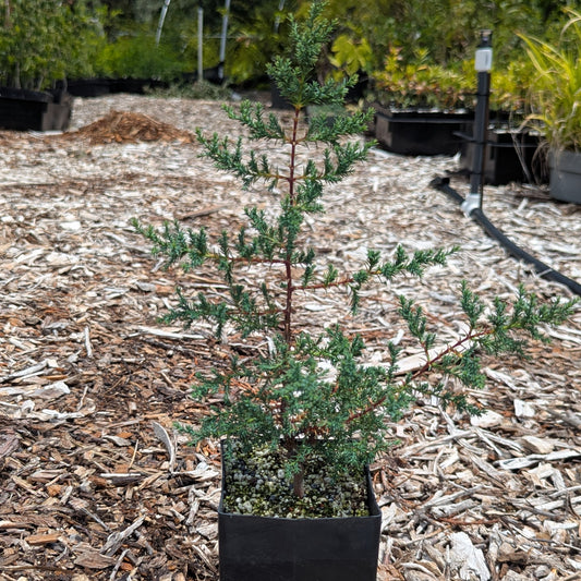Tacate Cypress, Hesperocyparis forbesii