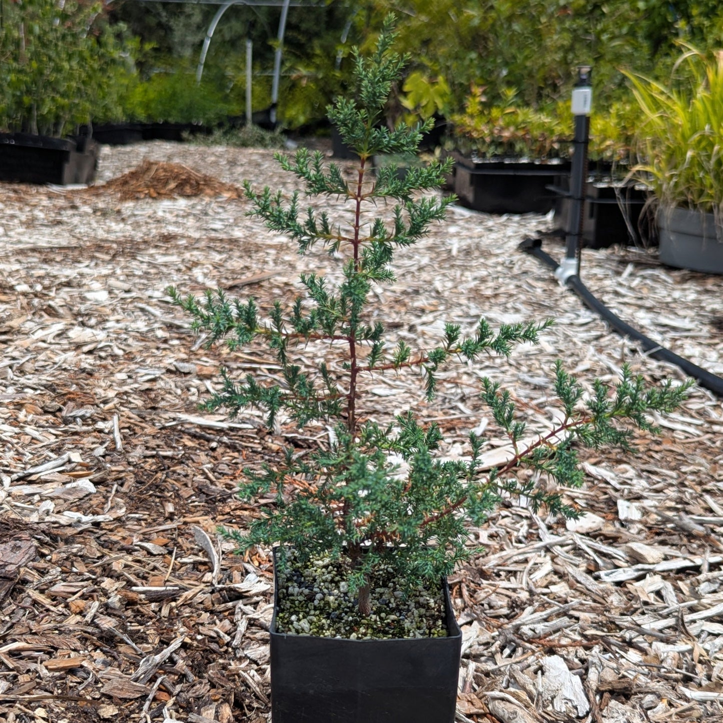 Tacate Cypress, Hesperocyparis forbesii