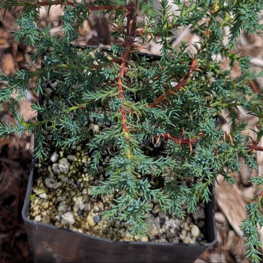 Tacate Cypress, Hesperocyparis forbesii