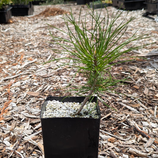 Pinus sylvestris, Scots pine