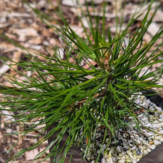Pinus sylvestris, Scots pine