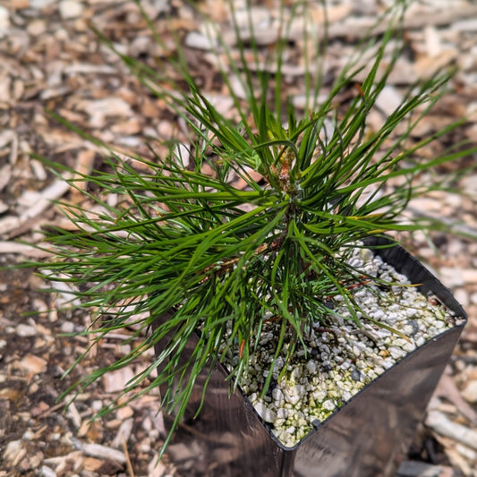 Pinus nigra, European Black Pine