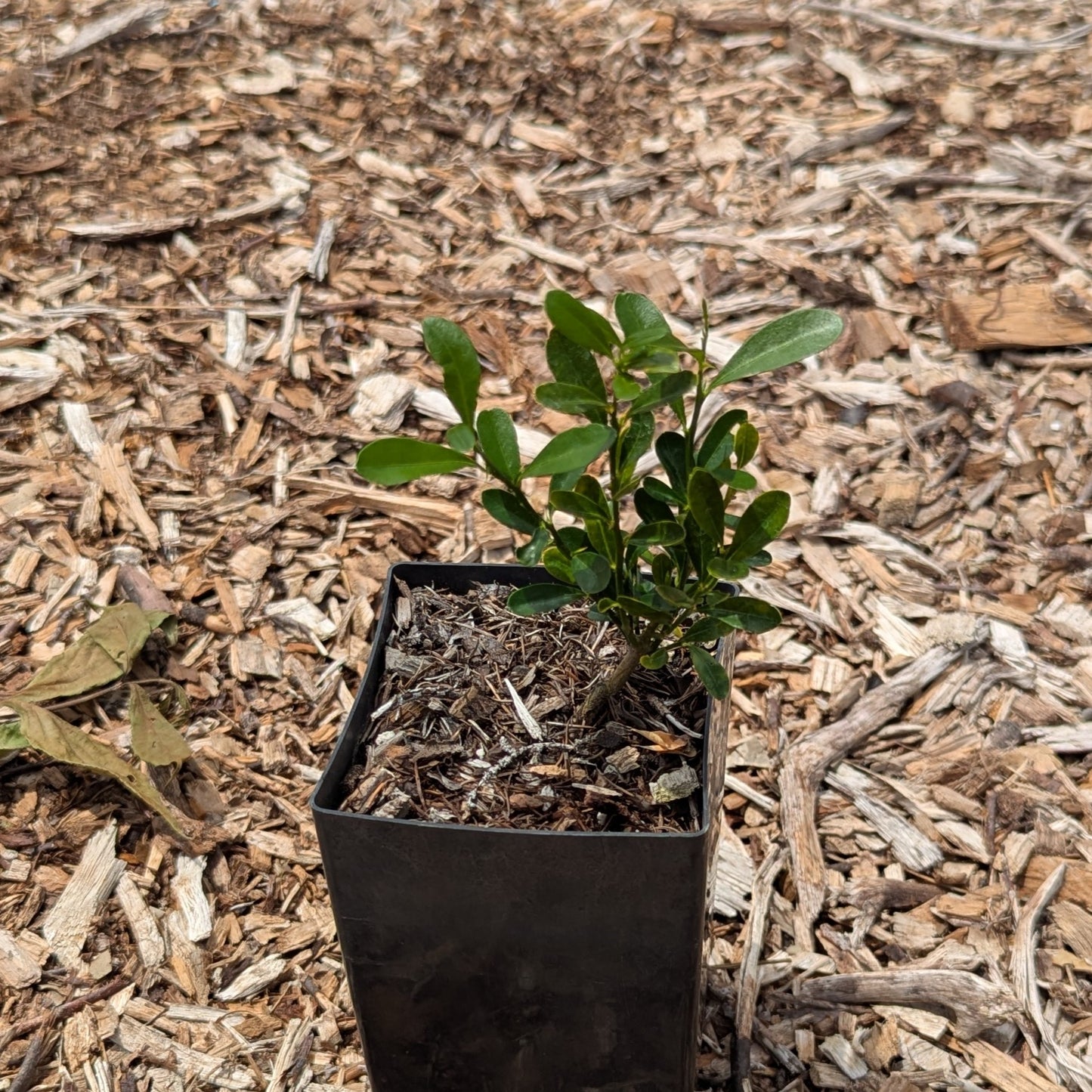Fortunella hindsii, Pea Kumquat
