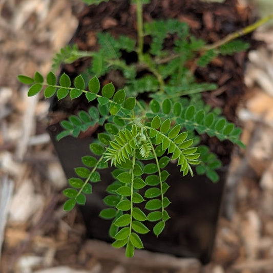 Sophora davidii, Japanese Pagoda Tree