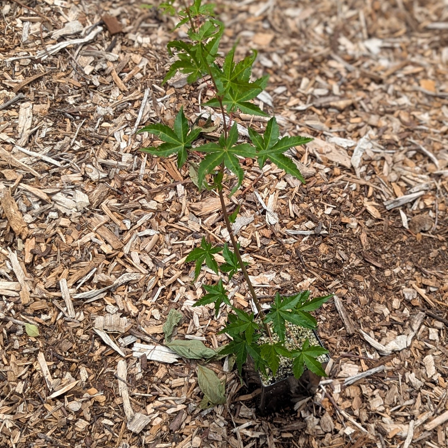 Japanese Maple