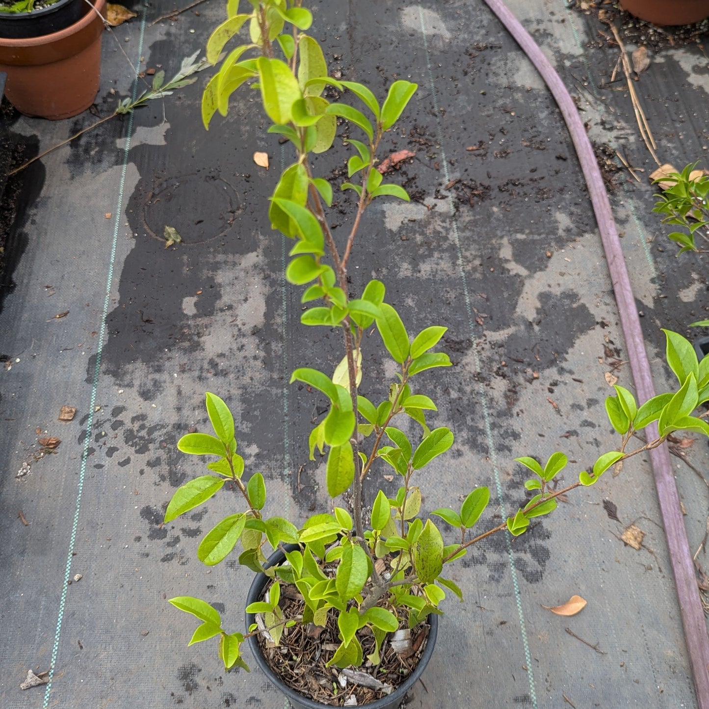 Sycopsis sinensis, Chinese Fighazel