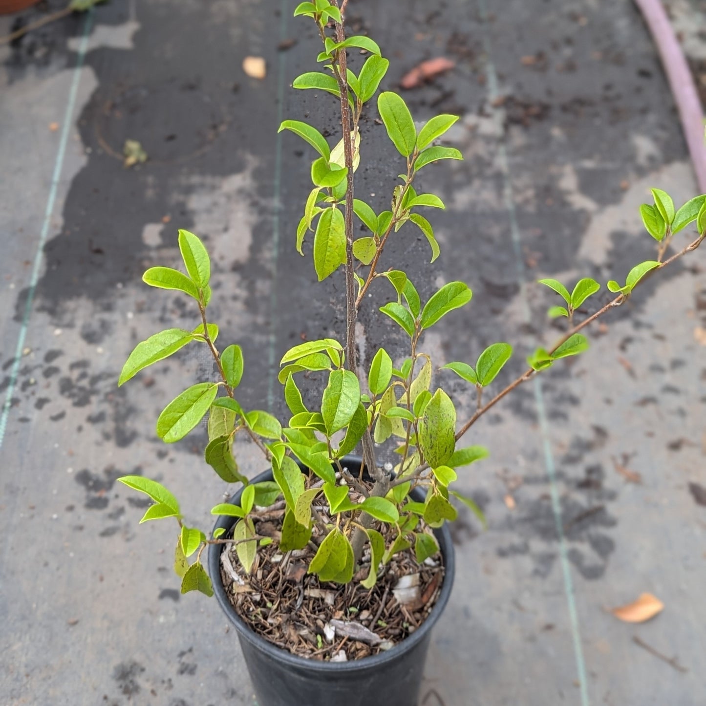 Sycopsis sinensis, Chinese Fighazel