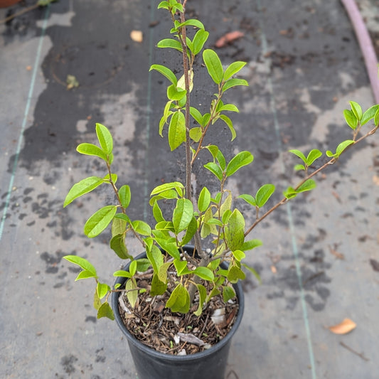 Sycopsis sinensis, Chinese Fighazel