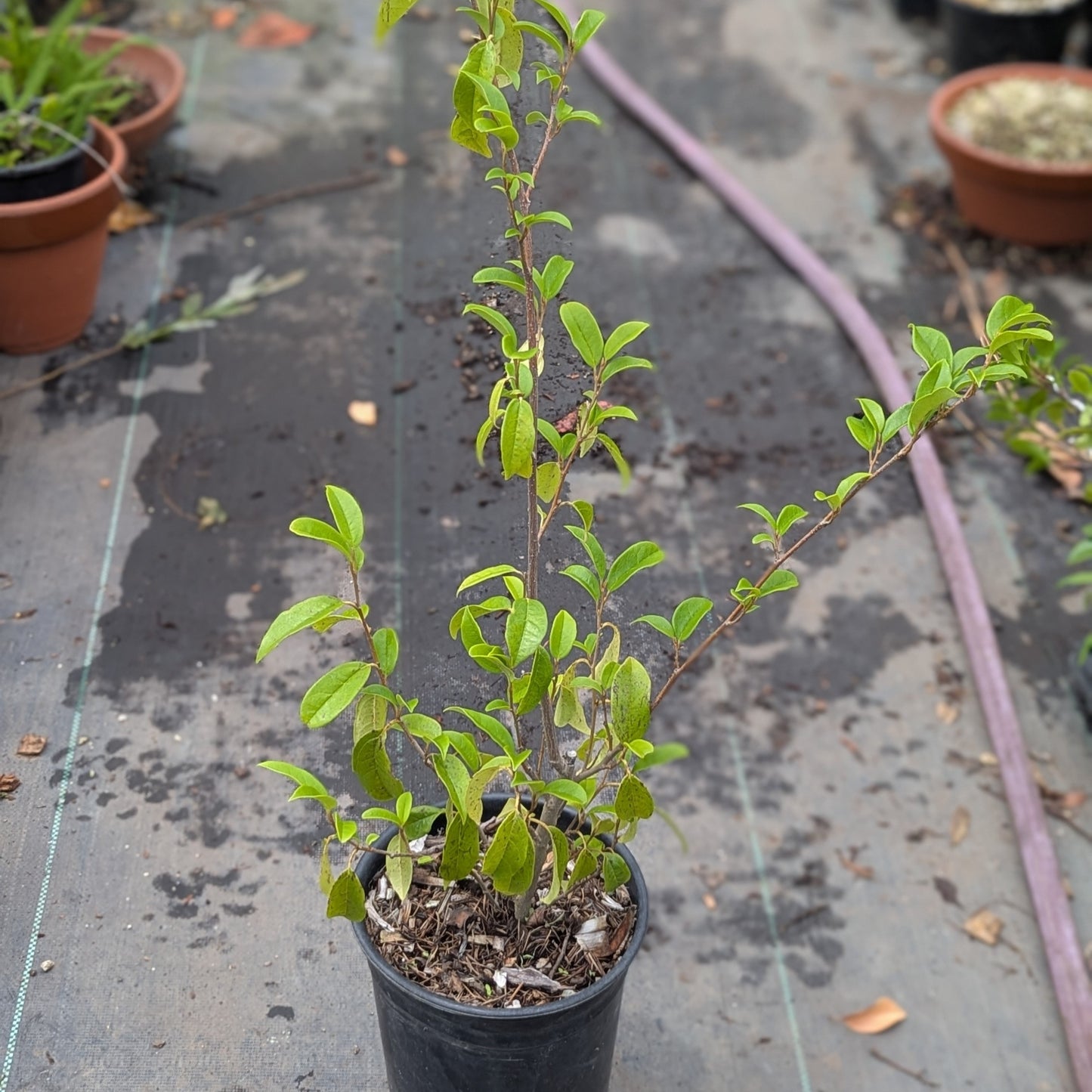 Sycopsis sinensis, Chinese Fighazel
