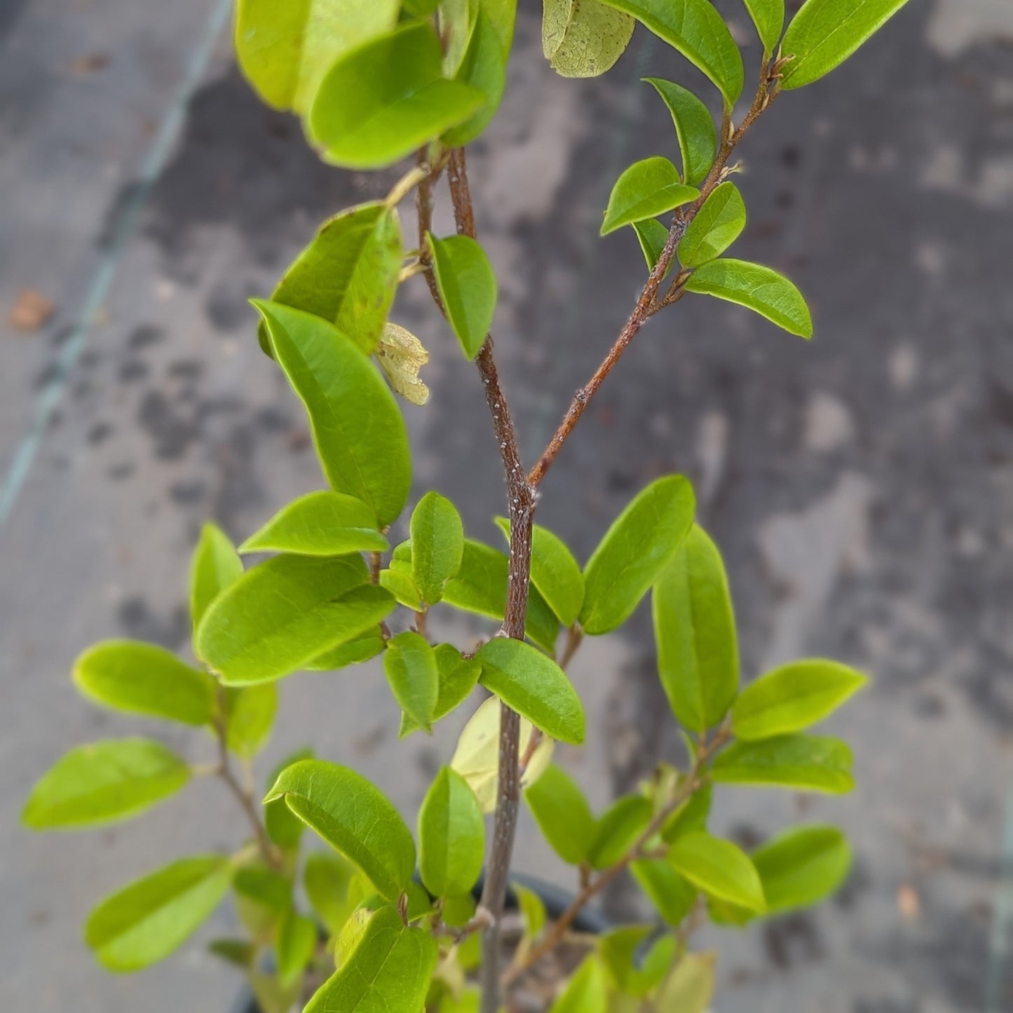 Sycopsis sinensis, Chinese Fighazel