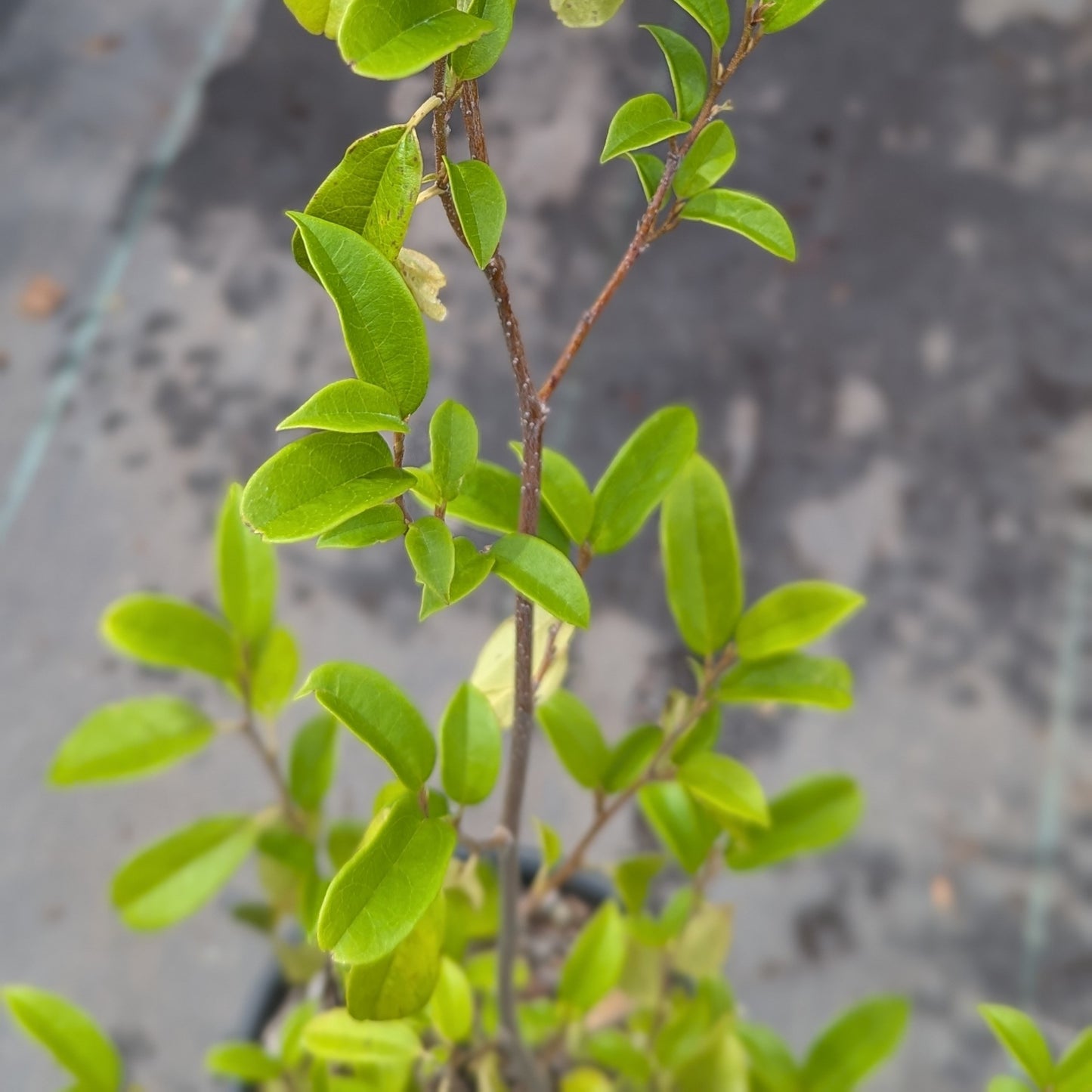 Sycopsis sinensis, Chinese Fighazel