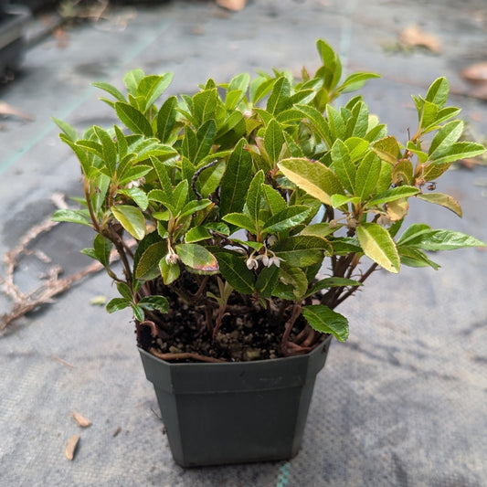 Ardisia japonica, Marlberry