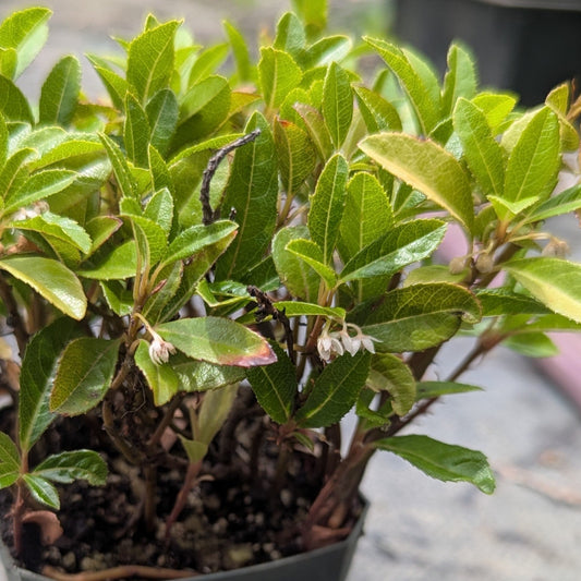 Ardisia japonica, Marlberry