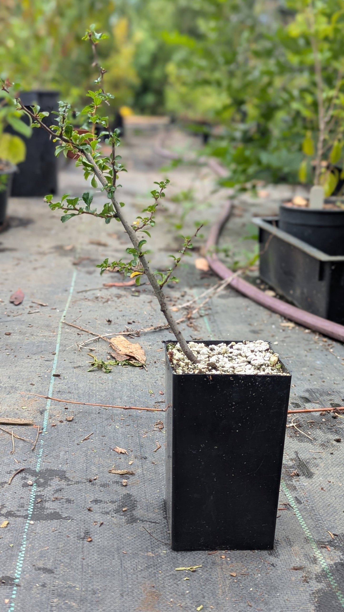 Chaenomeles japonica, Red Chojubai.